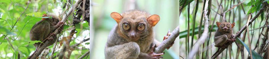 filippijnen bohol tarsiers primaten