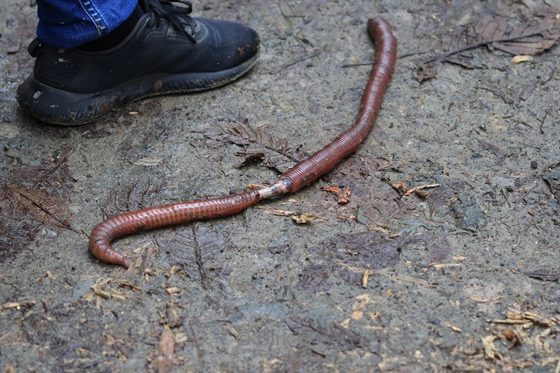 bellavista lodge worm