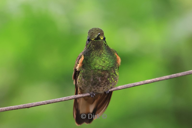 bellavista lodge colibri