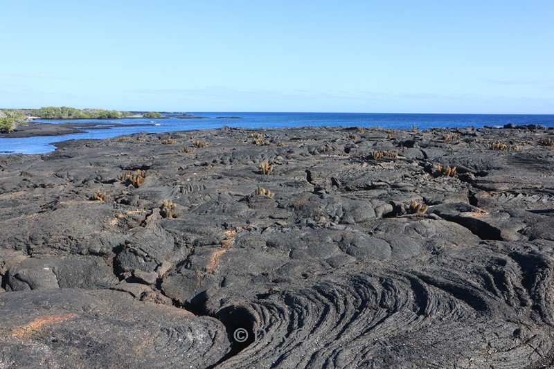 galapagos fernandina island lava