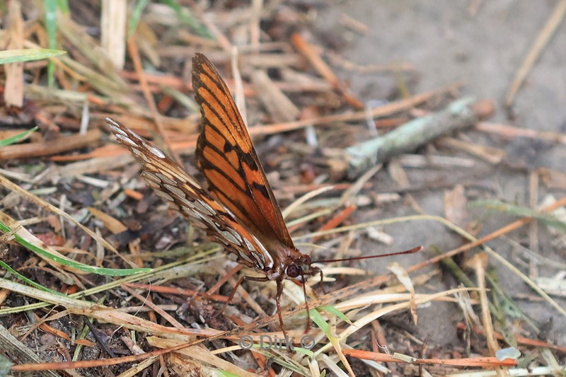 jimenita lodge vlinder