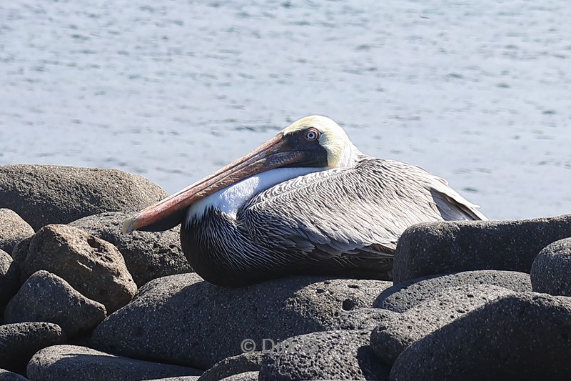 galapagos north seymour pelikaan