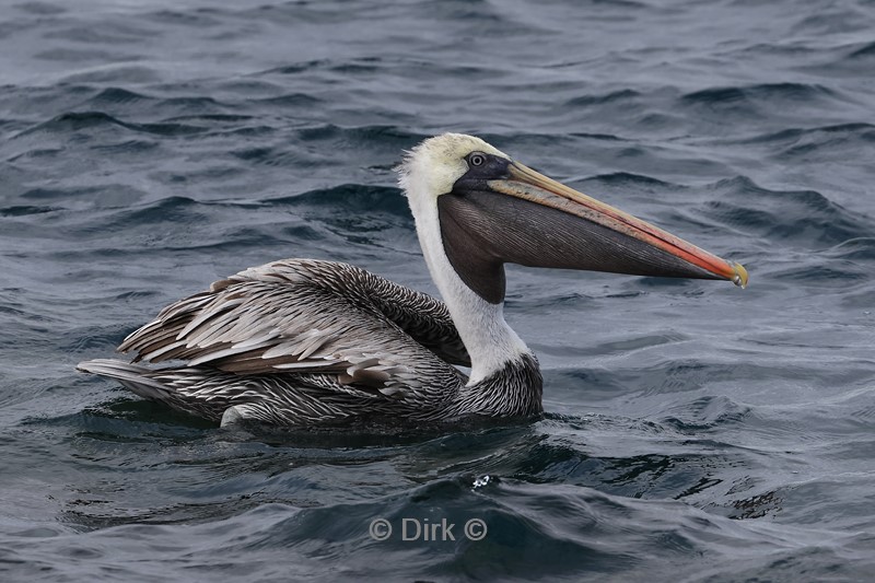 galapagos north seymour pelikaan