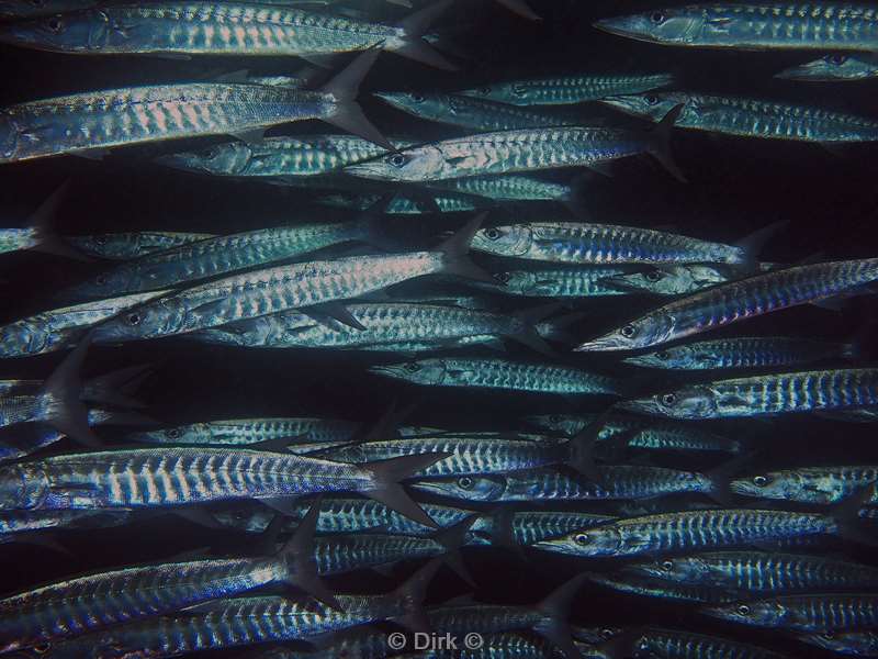 diving maldives barracuda