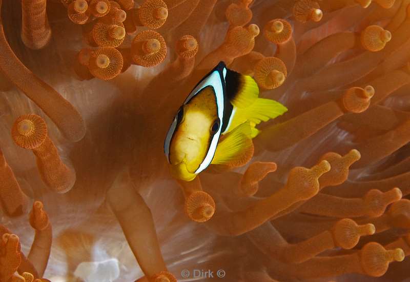 diving maldives clarks anemonefish