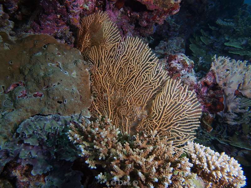 diving maldives coral