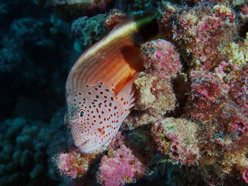 diving maldives forsters hawkfish