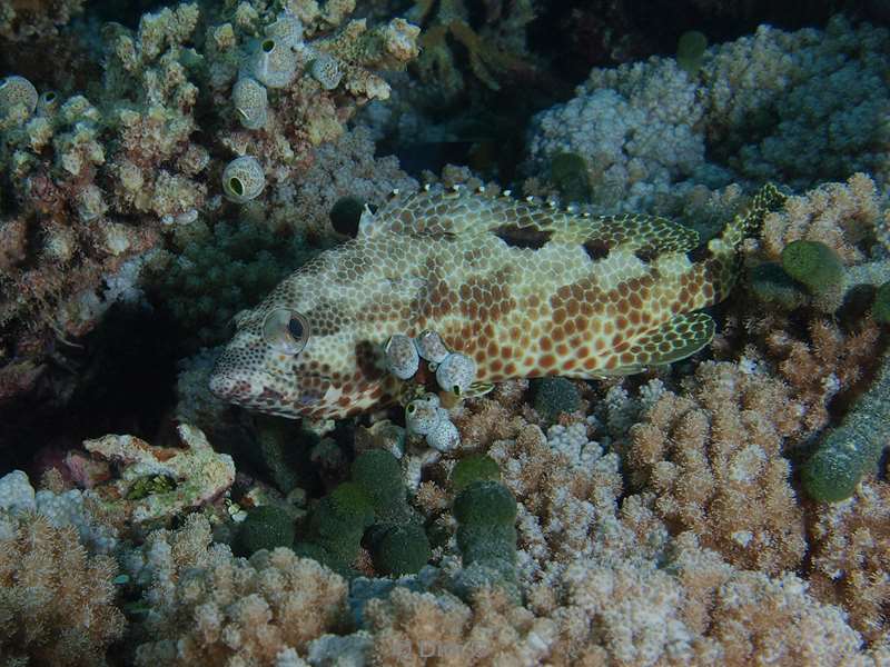 diving maldives four saddle grouper