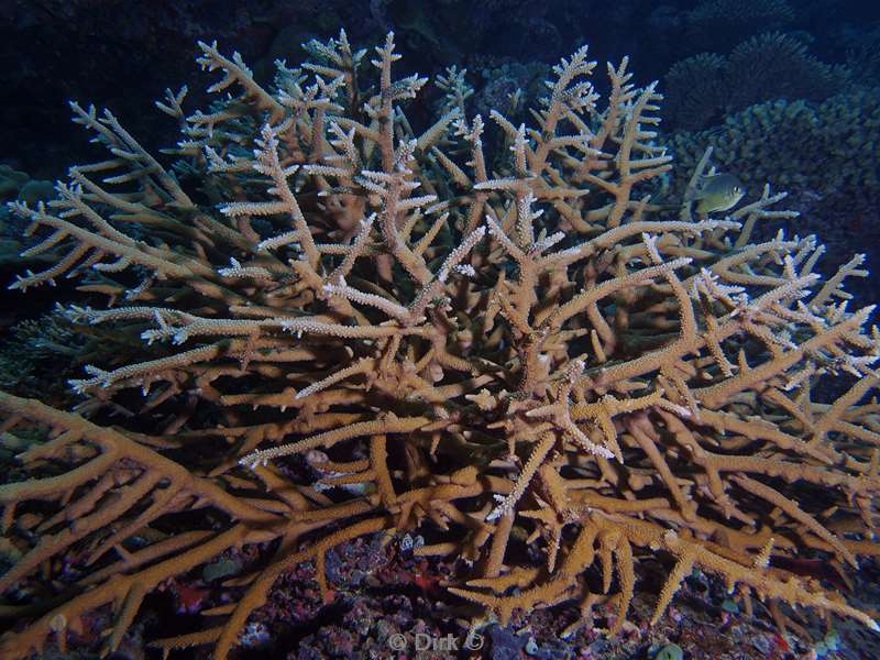diving maldives dearhorn coral