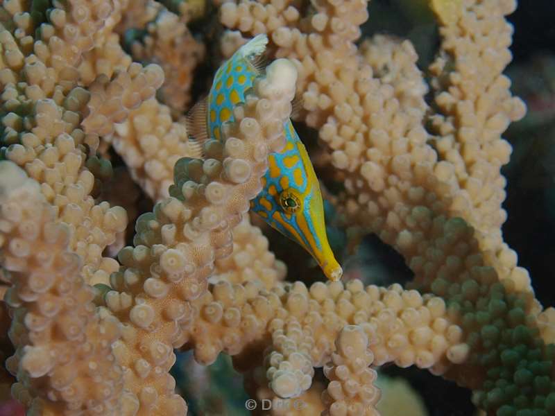 diving maldives long nose filefish