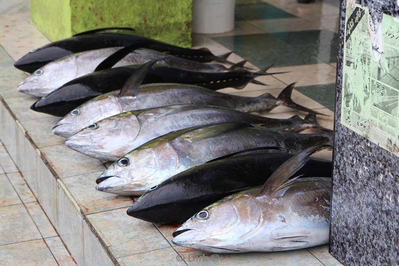 fishmarket in male in the maldives