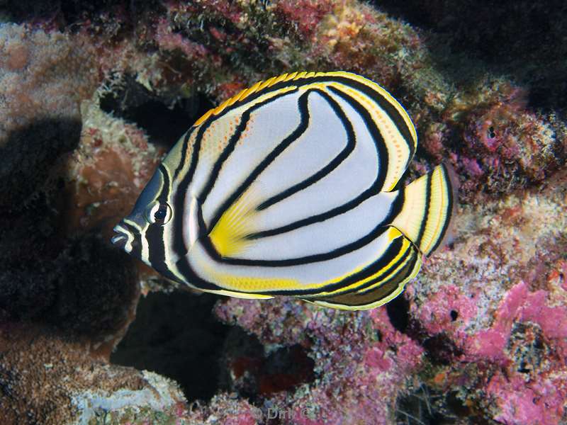 diving maldives meyers butterflyfish