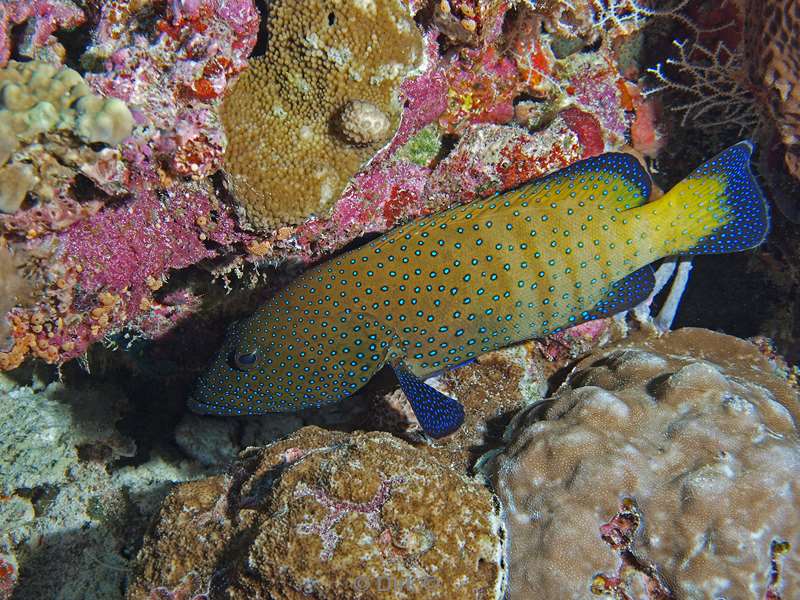 diving maldives peacock rock cod