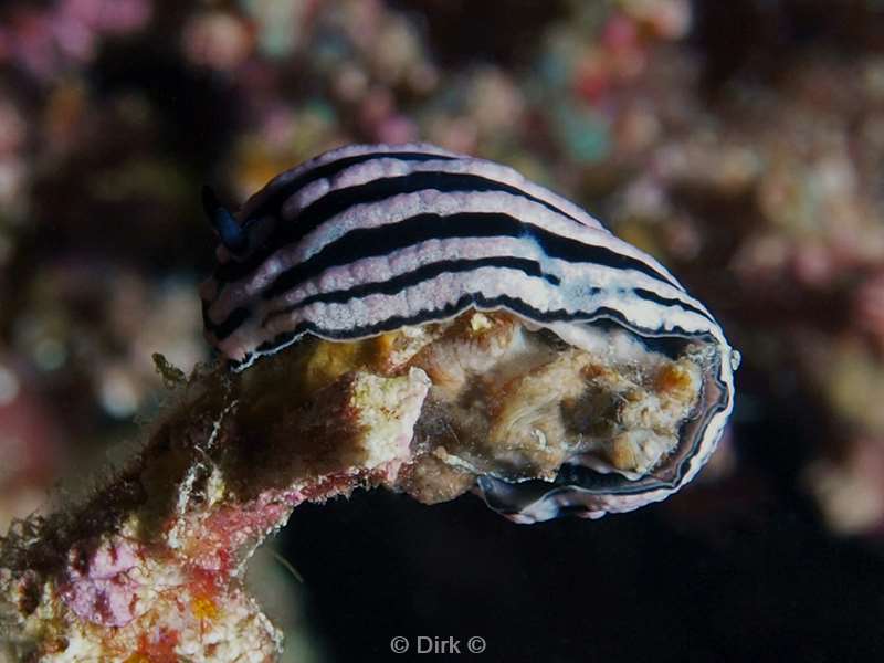 diving maldives phyllidiella zeylancia