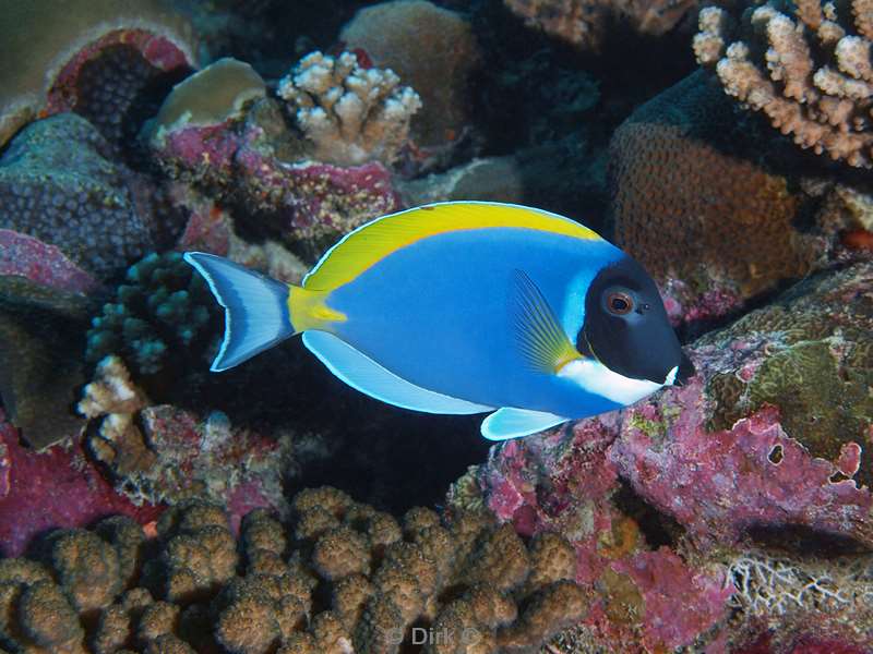 diving maldives powder blue surgeonfish