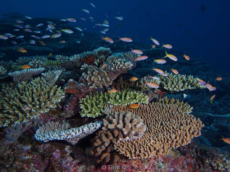 diving maldives reef