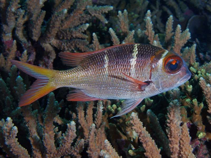 diving maldives soldierfish