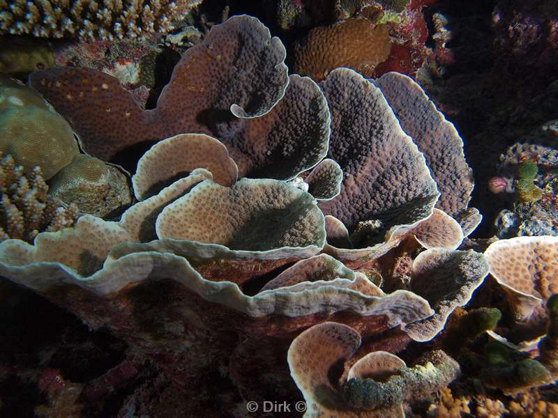 diving maldives stone coral