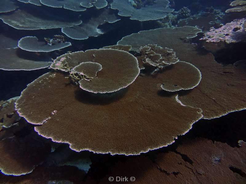 diving maldives tabel coral