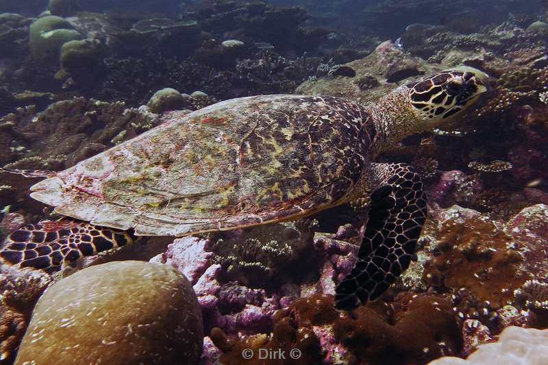 diving maldives turtle