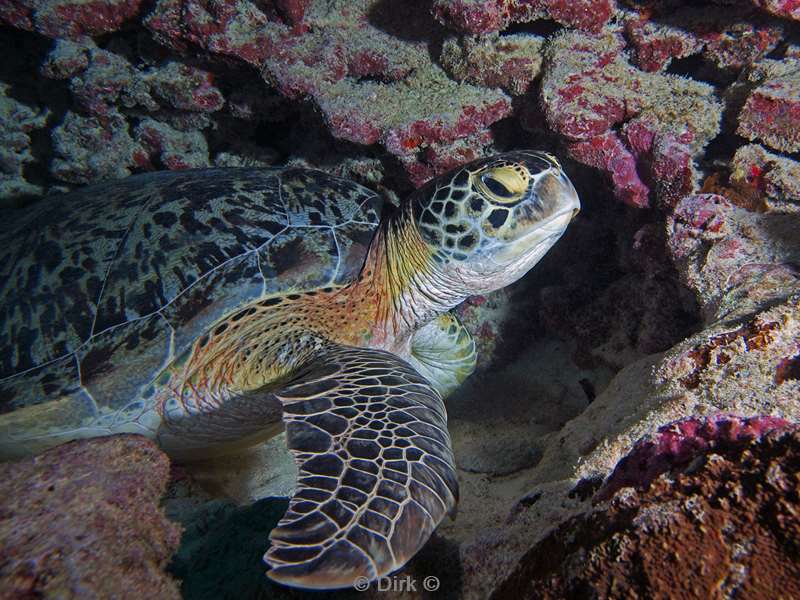 diving maldives turtle