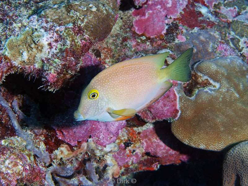 diving maldives yellow fin surgeonfish
