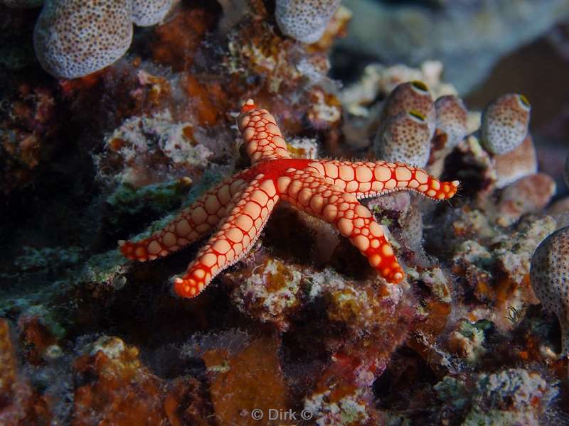 diving maldives zea star