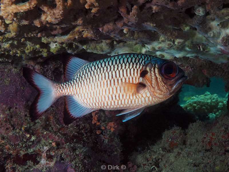 sipadan bronze soldierfish