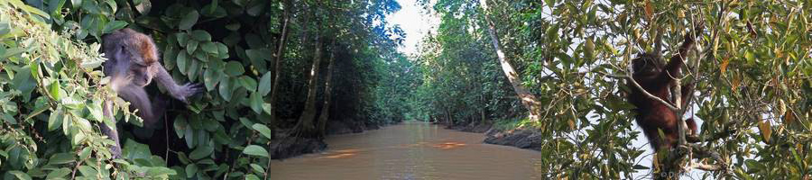 borneo rainforest kinabatangan river wildlife