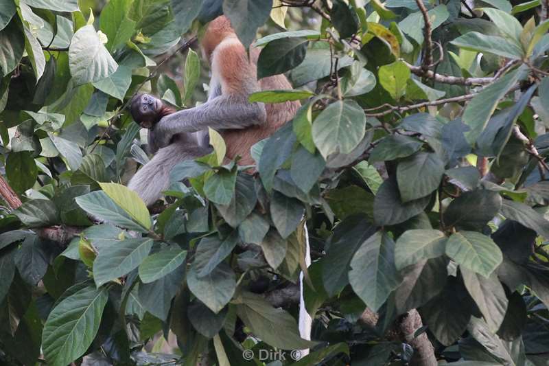 malaysia borneo kinabatangan rivir long nose monkeys