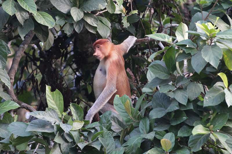 malaysia borneo kinabatangan river long nose monkeys