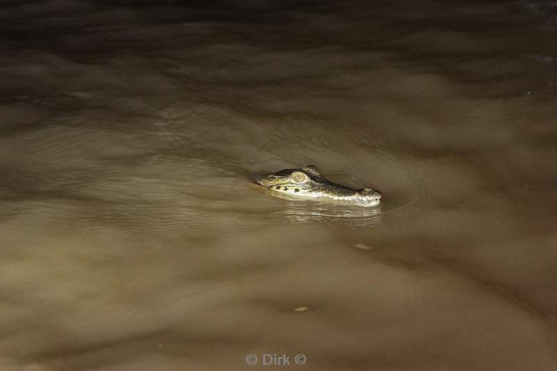 malaysia borneo kinabatangan river crocodile