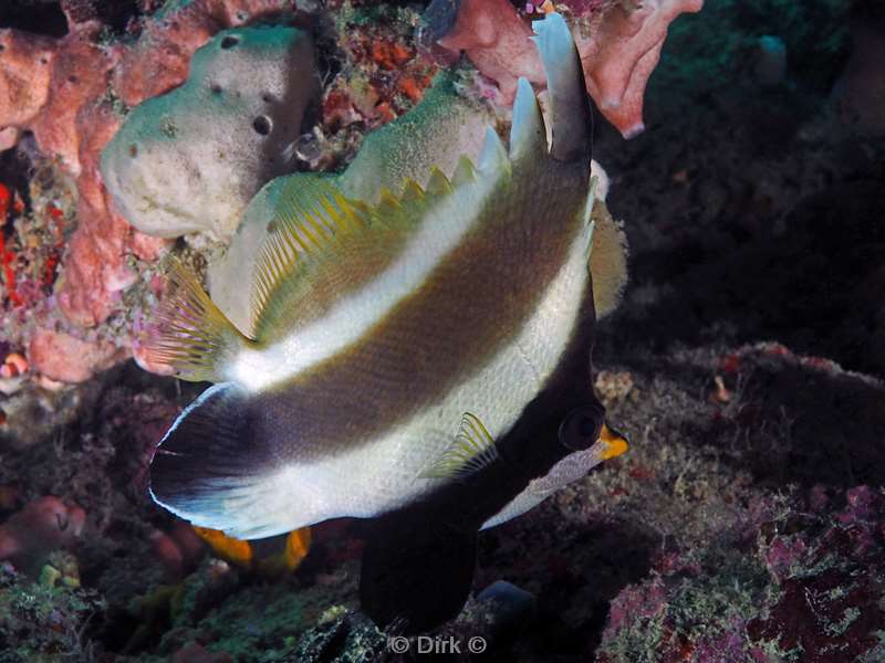 mabul pennant bannerfish