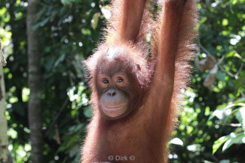 borneo sepilok orangutan rehabilitation centre