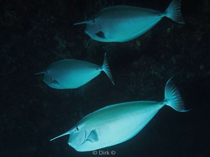 duiken sipadan slender unicornfish