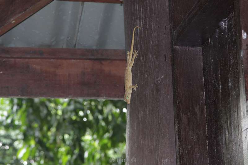 malaysia borneo tabin wildlife reserve gekko