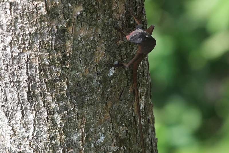 malaysia borneo tabin wildlife reserve lizard