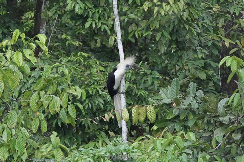 malaysia borneo tabin wildlife reserve hornbill