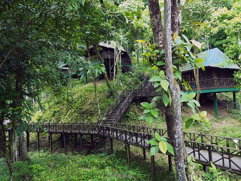 malaysia borneo tabin wildlife reserve hotel