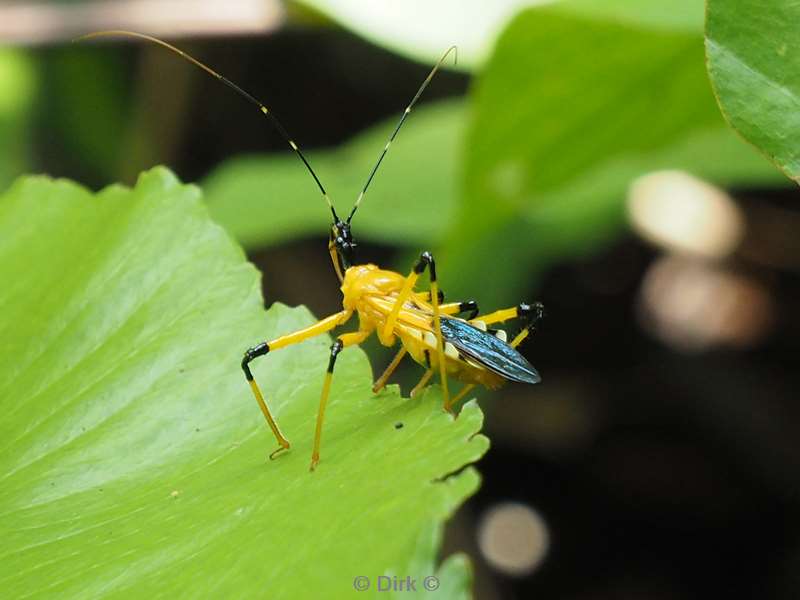 malaysia borneo tabin wildlife reserve insect