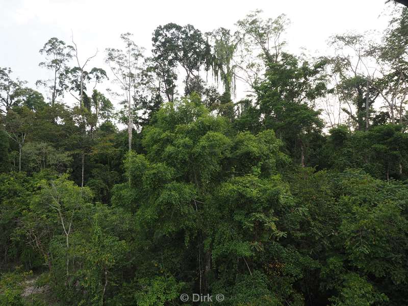 malaysia borneo tabin wildlife reserve jungle