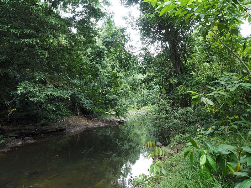 malaysia borneo tabin wildlife reserve jungle