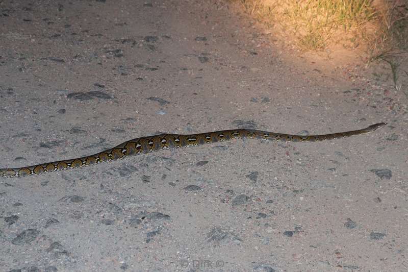 malaysia borneo tabin wildlife reserve python