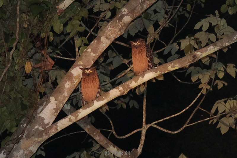 malaysia borneo tabin wildlife reserve owls