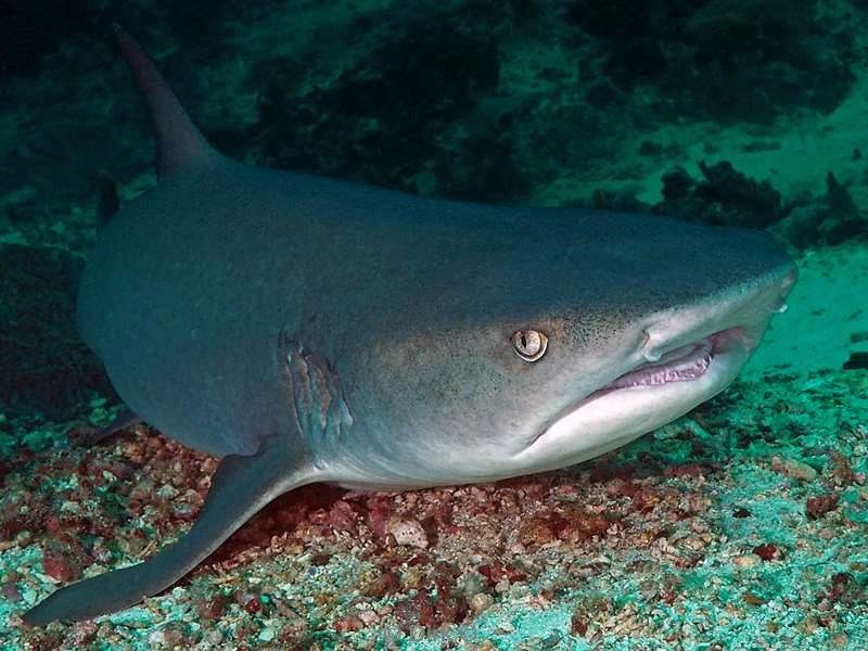 sipadan whitetip reef shark