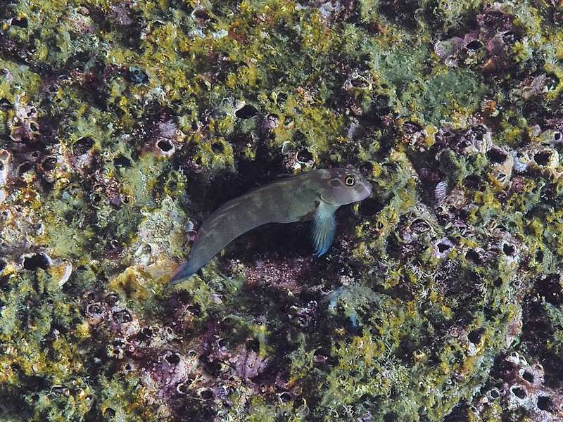 duiken los islotes zee van cortez blenny fish