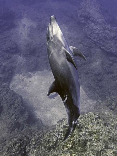 duiken socorro cabo pearle dolphin