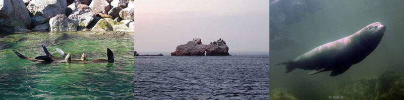 photos los islotes sea of cortez