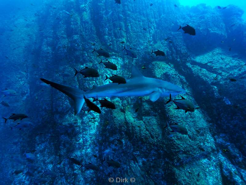 duiken roca partida galapagos shark