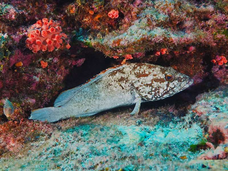 duiken san benedicto grouper